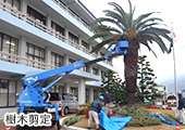 樹木剪定
