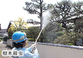 樹木殺虫