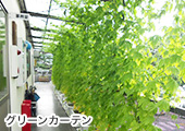 グリーンカーテン