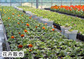 花卉販売